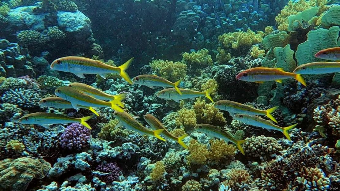 Corais no fundo do mar, um cardume de peixes passa por eles