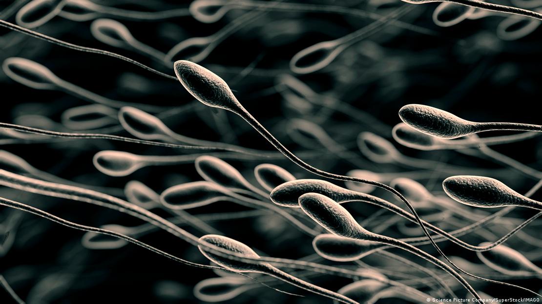 Los investigadores hallaron que uno de cada cuatro hombres presentaba un desequilibrio bacteriano asociado a peores resultados reproductivos. Los investigadores hallaron que uno de cada cuatro hombres presentaba un desequilibrio bacteriano asociado a peores resultados reproductivos.