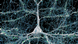 Una sola neurona (blanca) con 5.600 axones (azules) que se conectan a ella. Las sinapsis que establecen estas conexiones aparecen en verde. El cuerpo celular (núcleo central) de la neurona mide unos 14 micrómetros.