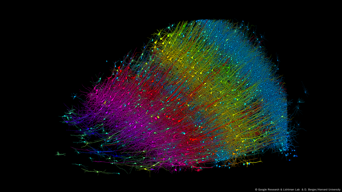 Esta versión muestra las neuronas excitadoras coloreadas según su profundidad desde la superficie del cerebro. Las neuronas azules son las más cercanas a la superficie, y las fucsias marcan la capa más interna. La muestra mide aproximadamente 3 mm de ancho.