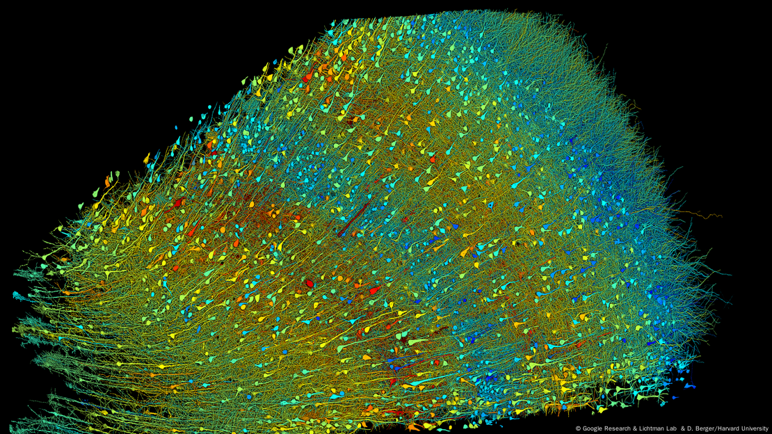 Mapa de neuronas excitadoras extraído de la nueva investigación. El equipo catalogó unas 57.000 células y 150 millones de conexiones entre neuronas.
