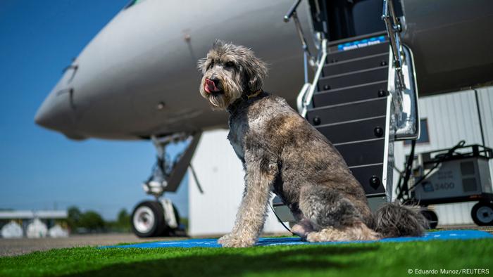 Governo brasileiro muda regras para transporte aéreo de pets