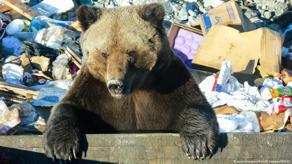 Mrki medved u kontejneru sa smećem u Slovačkoj