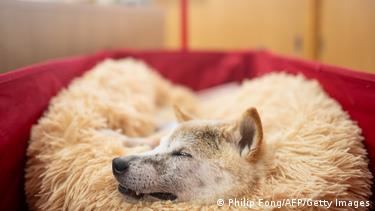 Kabosu, the Shiba Inu who became the face of Dogecoin, dies