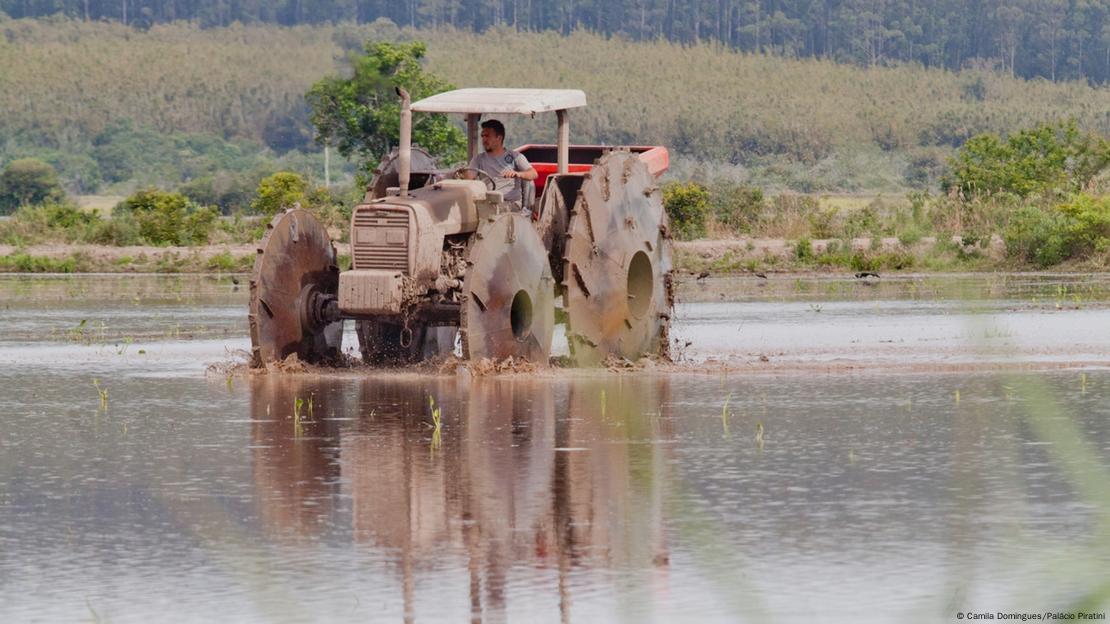 Plantação de arroz em Eldorado do Sul