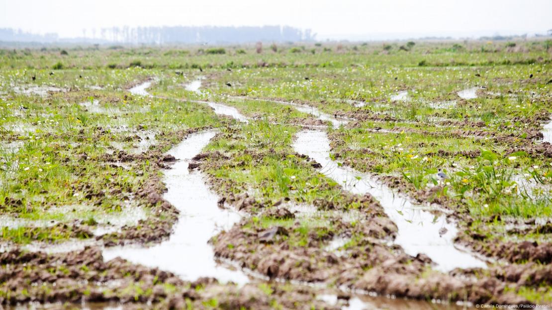 Plantação de arroz no Rio Grande do Sul