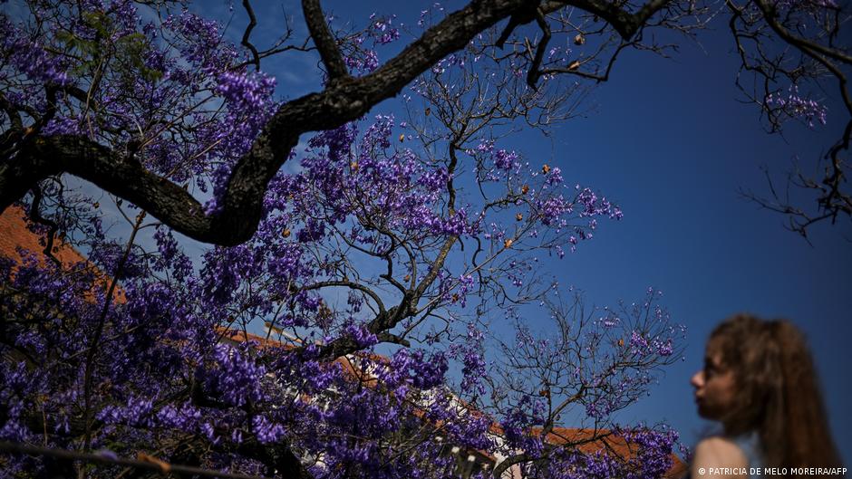 A sea of flowers in Lisbon: The jacaranda – DW – 06/01/2024 - Vimarsana News