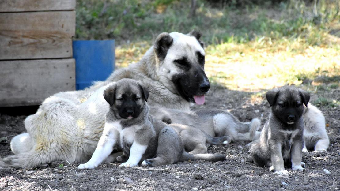 Bir teyişkin ve çok sayıda yavru köpek bir arada