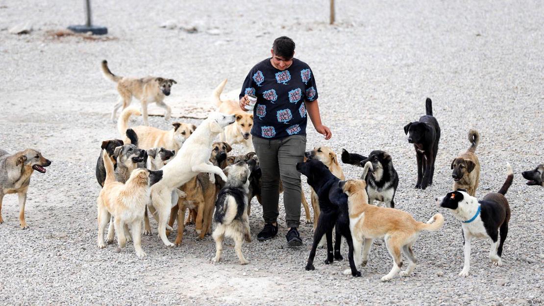 Yürüyen bir kişin etrafında çok sayıda köpek