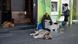 Sokakta bir ayakkabı boyacısının etrafında yatan iki köpek Sokakta bir ayakkabı boyacısının etrafında yatan iki köpek