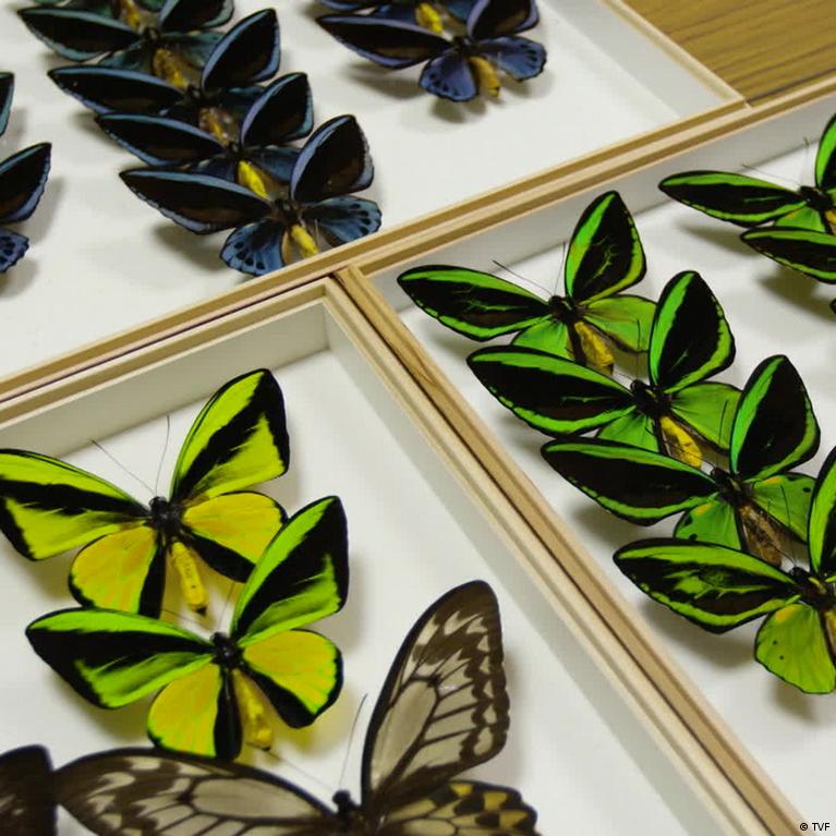Inside the Exotic Butterfly Trade