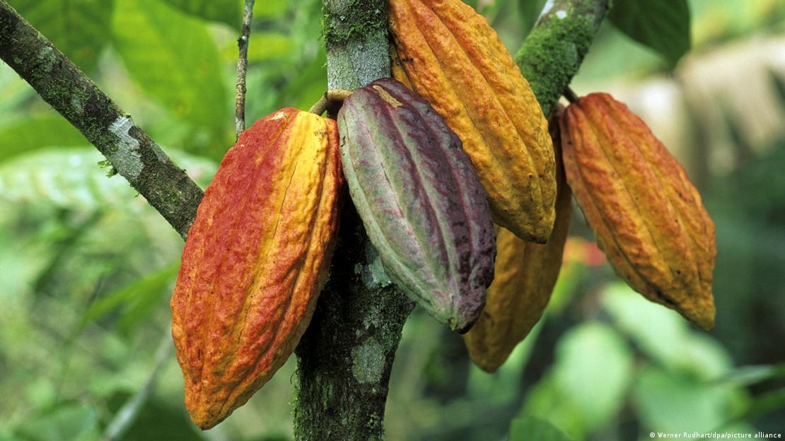 La producción del chocolate sostenible podría reducir el uso de tierra y las emisiones de gases de efecto invernadero.