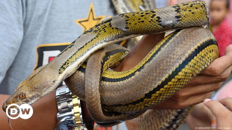 Indonesian woman found dead inside giant python – DW – 06/08/2024