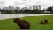Dos capibaras en un parque. Dos capibaras en un parque.