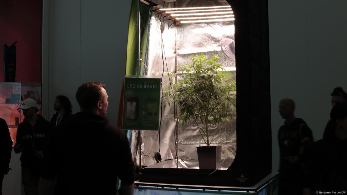 Un hombre observa una planta de marihuana dentro de una tienda de campaña con iluminación artificial para fomentar el crecimiento de la planta