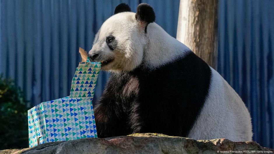 Chinese premier in Australia promises replacement pandas