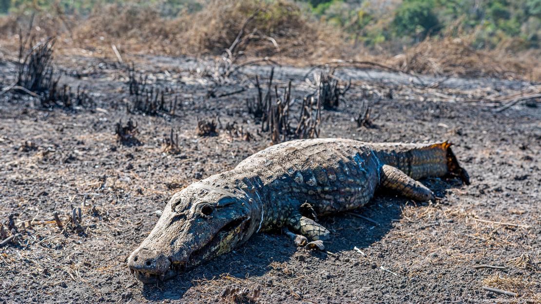 Jacaré queimado em incêndio no Pantanal