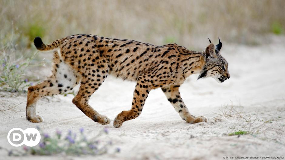 Endangered Iberian lynx population 'rebounding' – DW – 06/20/2024