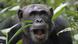 Investigadores de la Universidad de Oxford observaron comportamientos de automedicación en chimpancés. Investigadores de la Universidad de Oxford observaron comportamientos de automedicación en chimpancés.