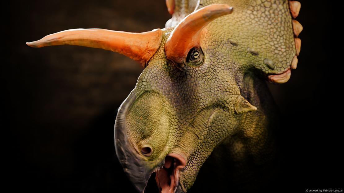 Reconstrucción de retrato de "Lokiceratops rangiformis". Reconstrucción de retrato de "Lokiceratops rangiformis".