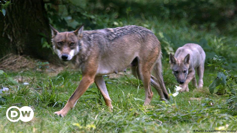 Une attaque de loup dans un zoo français entraîne la blessure grave d’une femme – DW – 23/06/2024