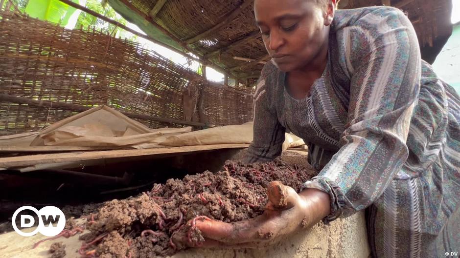Ethiopian farmers see value in worm compost – DW – 07