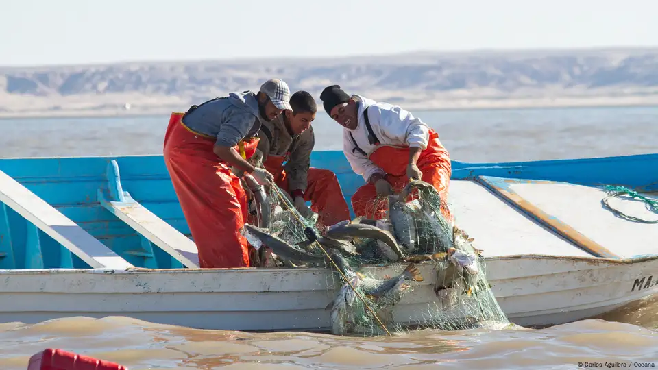 El 22% de la pesca vendida en México se pesca ilegalmente – DW – 25/06/2024