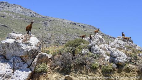 Κρήτη: Από τις ζωοκλοπές στην κοκαΐνη