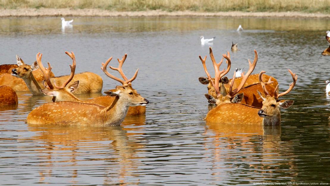 Uma dezena de veados se refrescam do calor em zoológico no Reino Unido