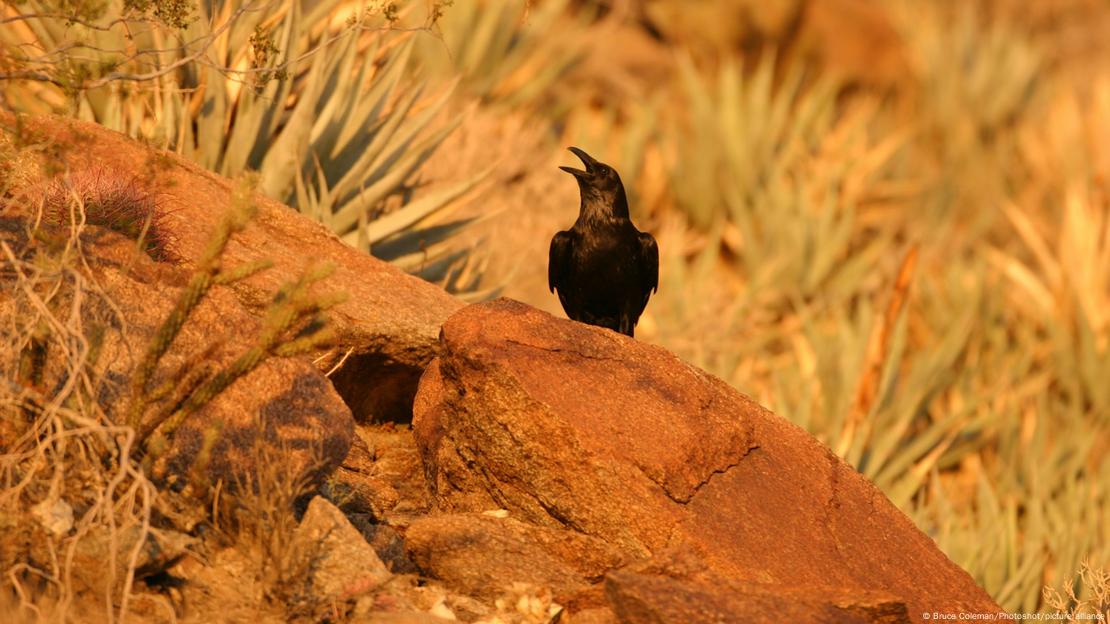 Corvo em pedra no deserto de Mojave 