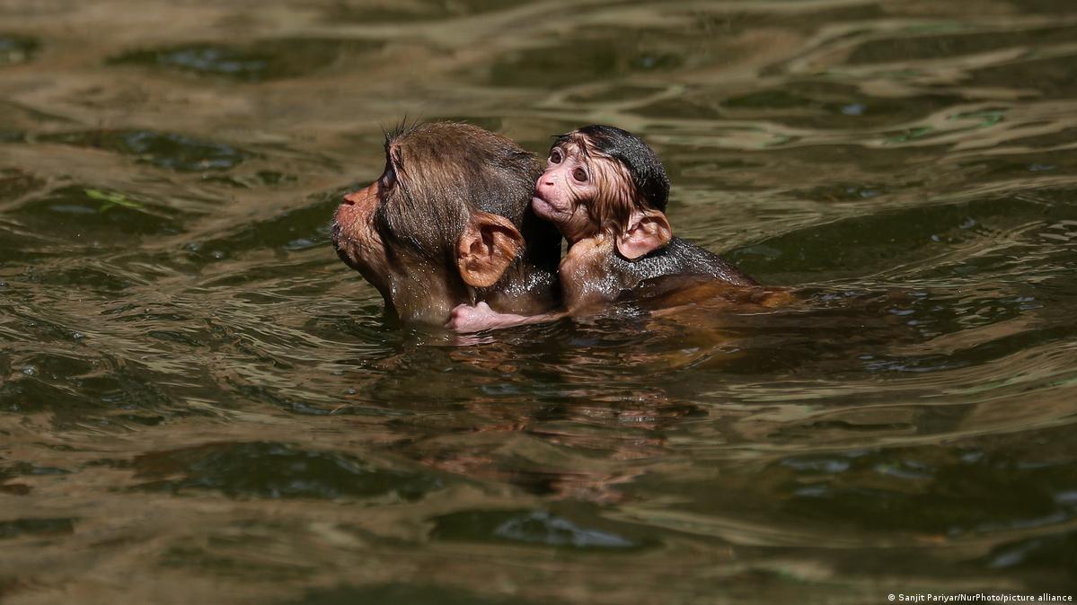 Can wild animals handle the heat?
