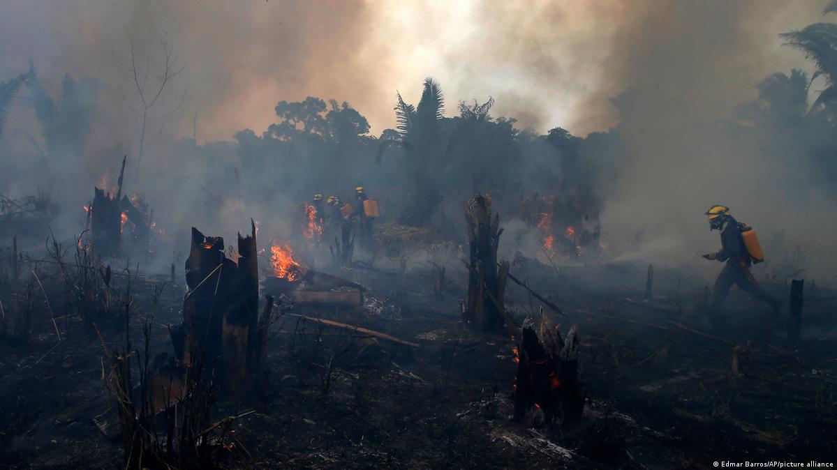 The true cost of protecting the Amazon and who should pay DW 09/24/2024