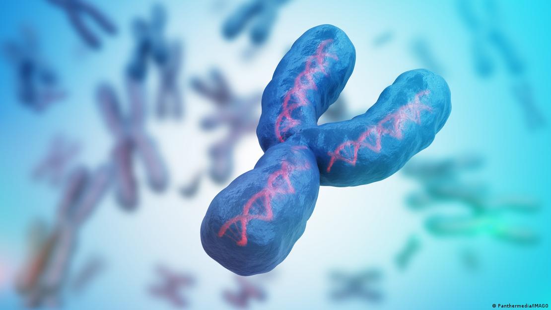 Estudios recientes han asociado la pérdida del cromosoma Y en algunas células de hombres mayores con un mayor riesgo de enfermedades cardiovasculares y Alzheimer.