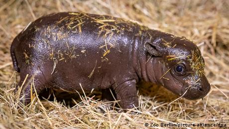 Hippo-Baby in Berlin: Mehr als 10.000 Namensvorschläge
