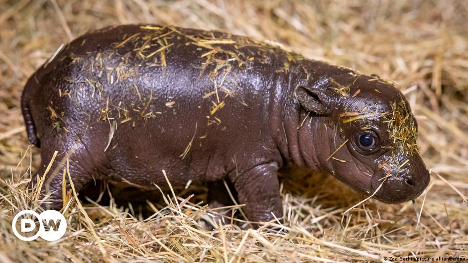 Hippo-Baby in Berlin: Mehr als 10.000 Namensvorschläge