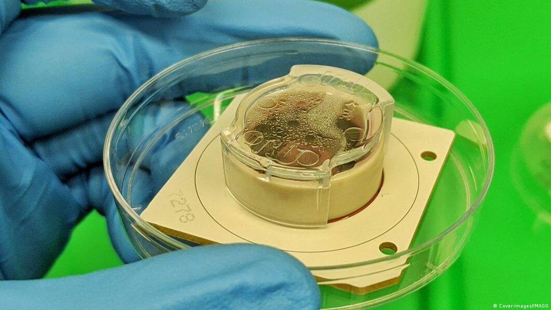 Como indica "New Atlas", quizás esta imagen de Cortical Labs sea una mejor representación de cómo se verán estos cerebros en chips en la realidad. 