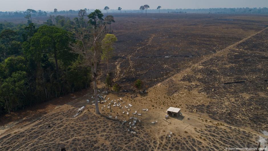 Só 5% dos que desmatam na Amazônia pagam indenização por crime, mostra estudo