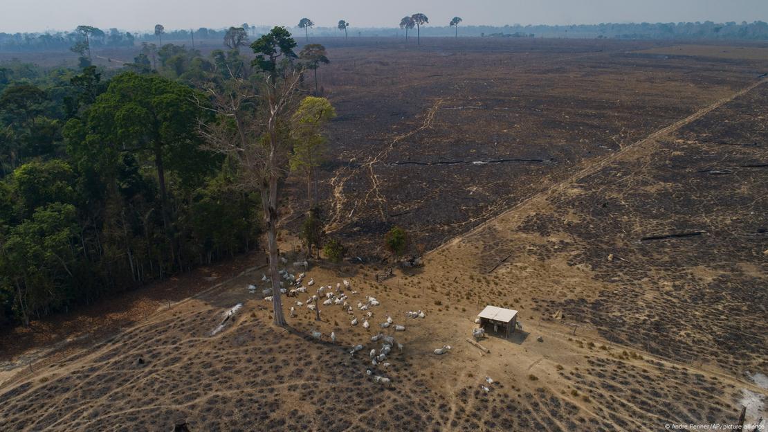 Área desmatada após incêndio na Amazônia usada para a pecuária