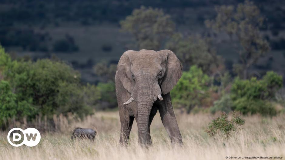 South Africa: Spanish tourist trampled by elephant herd