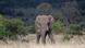 An elephant pictured at Pilanesberg National Park in South Africa An elephant pictured at Pilanesberg National Park in South Africa