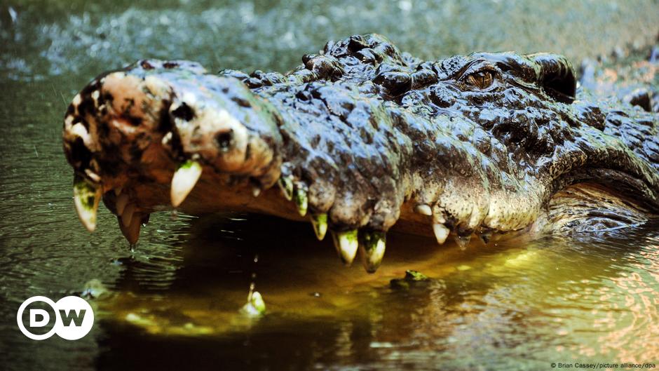 The%20crocodile's%20killer%20had%20been%20determined%20by%20a%20DNA%20test%20and%20the%20girl%20was%20%22possibly%20the%20same%20animal%22%20the%20rangers%20killed%2C%20according%20to%20the%20statement.