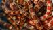 American corn snakes American corn snakes