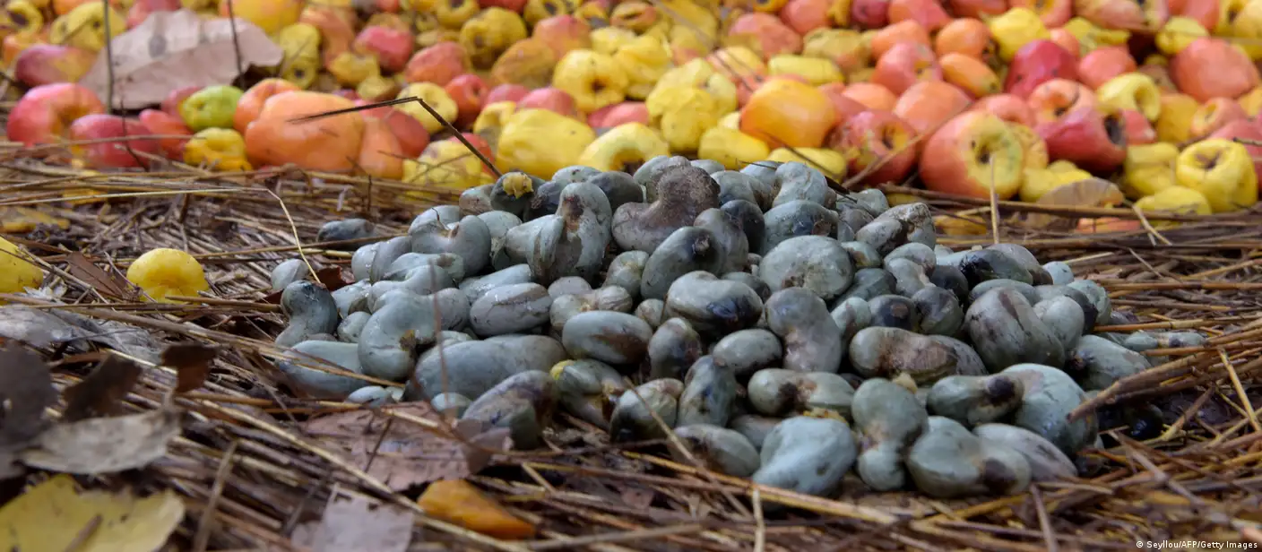 Castanha de Caju na Guiné-Bissau