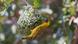 A male village weaver bird builds a nest A male village weaver bird builds a nest