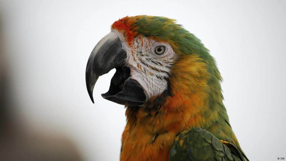 Why can parrots talk? – DW – 07/26/2024