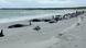 Dozens of stricken long-finned pilot whales lying on a beach on Sanday island in the Orkneys, off Scotland. July 11, 2024. Dozens of stricken long-finned pilot whales lying on a beach on Sanday island in the Orkneys, off Scotland. July 11, 2024.