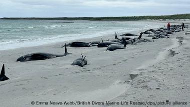 Dozens of pilot whales die on beach off Scotland – DW – 07/12/2024