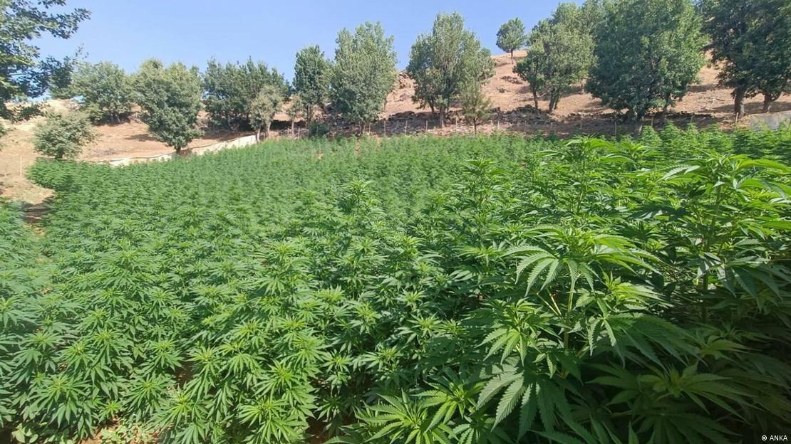 Bir kenevir tarlası