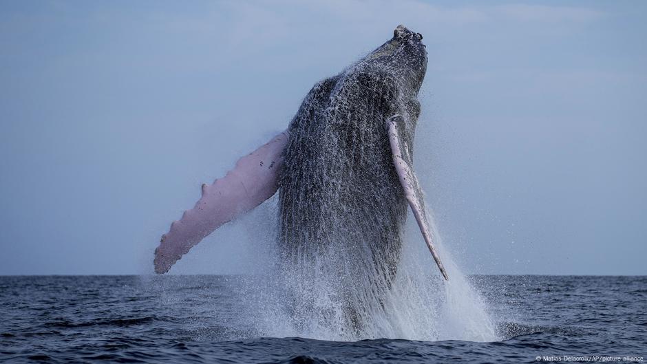 Whale swallows kayaker in Chile then spits him out – DW – 02/14/2025