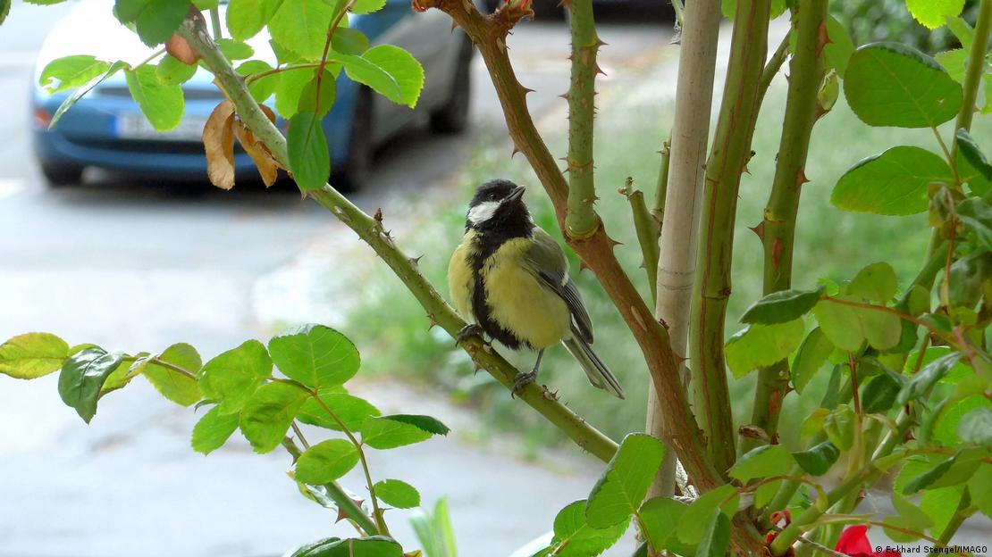Un carbonero común sobre la rama de un árbol.